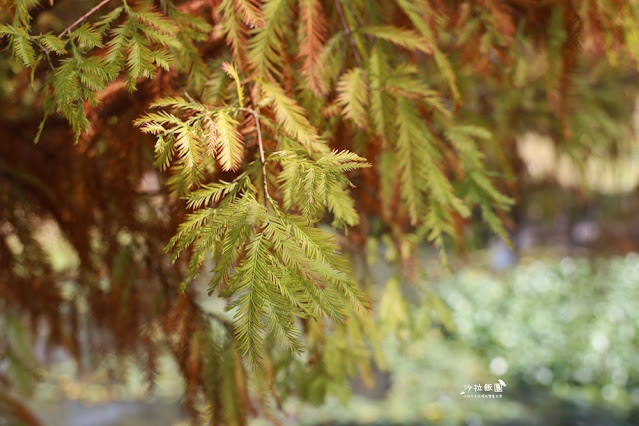北投奇岩一號公園、落羽松、共融式兒童遊樂場、生態池 8 北投奇岩一號公園、落羽松、共融式兒童遊樂場、生態池