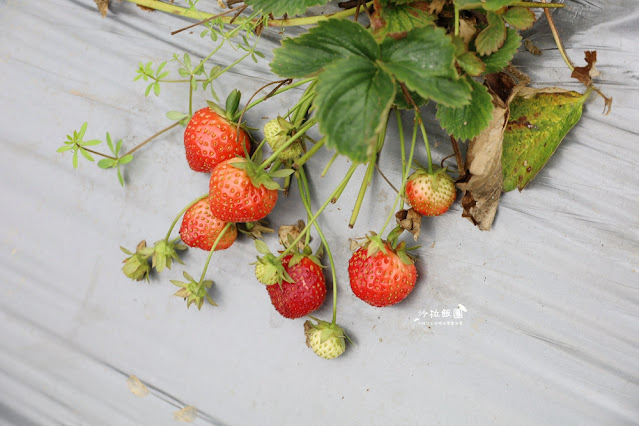 苗栗大湖草莓園推薦『最後一家得草莓園』超大奶油草莓人見人愛 13 苗栗大湖草莓園推薦『最後一家得草莓園』超大奶油草莓人見人愛