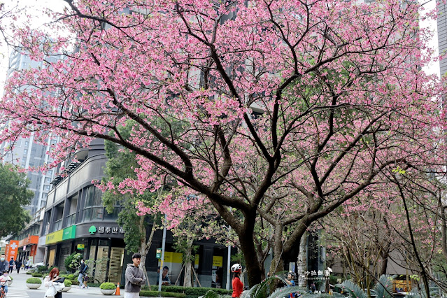 林口最美星巴克,櫻花爆開,人潮滿滿 11 林口最美星巴克,櫻花爆開,人潮滿滿