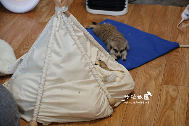 樹林美食『紅磚園邸』水豚、狐獴親子餐廳 13 樹林美食『紅磚園邸』水豚、狐獴親子餐廳