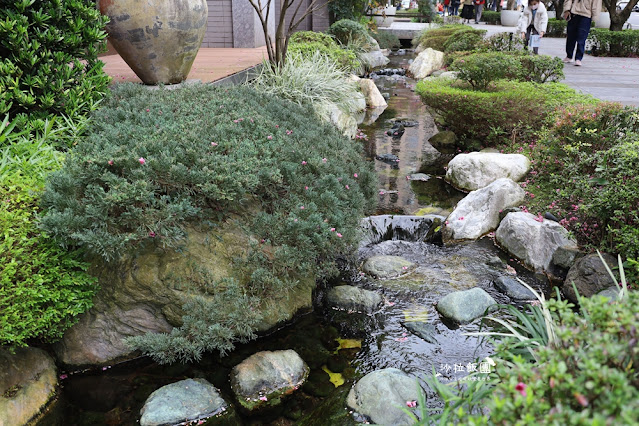 林口最美星巴克,櫻花爆開,人潮滿滿 16 林口最美星巴克,櫻花爆開,人潮滿滿