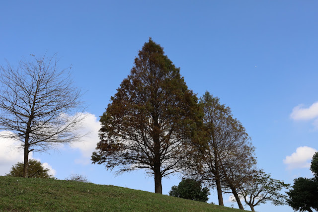 宜蘭三星景點『三星落羽松秘境』安農溪旁/宜蘭落羽松 7 宜蘭三星景點『三星落羽松秘境』安農溪旁/宜蘭落羽松