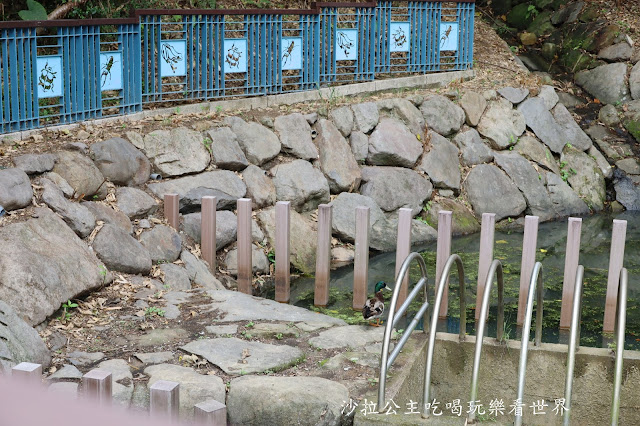 海螺造型飯店『台北大直英迪格酒店』網美浴室/行舟之旅 51 海螺造型飯店『台北大直英迪格酒店』網美浴室/行舟之旅