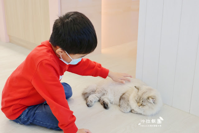 宜蘭最新貓咪甜點店，綠舞新品牌『擼らら Sweets』療癒撸貓餐廳