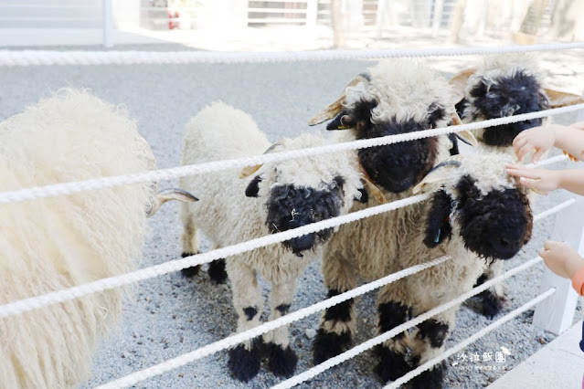 宜蘭最新玻璃屋咖啡廳『黑RURU CAFE』超萌笑笑羊可愛指數爆棚 33 宜蘭最新玻璃屋咖啡廳『黑RURU CAFE』超萌笑笑羊可愛指數爆棚