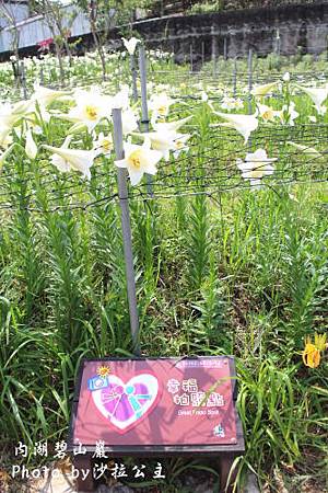 IMG_9515.jpg IMG_9515.jpg