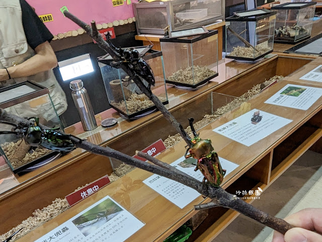 嘉義親子景點『新嘉大昆蟲館』全球唯一旋轉彩蝶柱、蝴蝶溫室花園 30 嘉義親子景點『新嘉大昆蟲館』全球唯一旋轉彩蝶柱、蝴蝶溫室花園