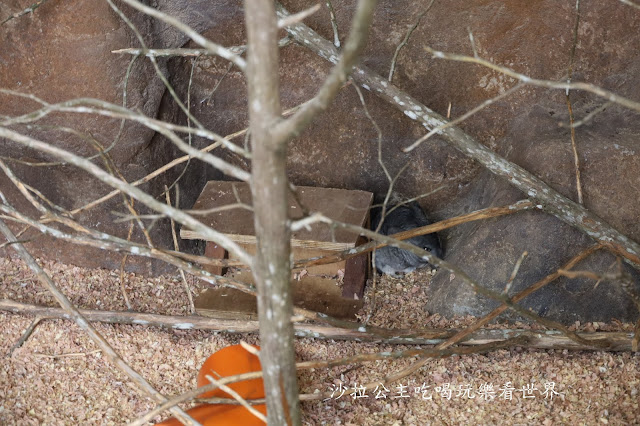 全台最老動物園『新竹動物園』全新打造沒有籠子友善動物園/新竹景點 38 全台最老動物園『新竹動物園』全新打造沒有籠子友善動物園/新竹景點