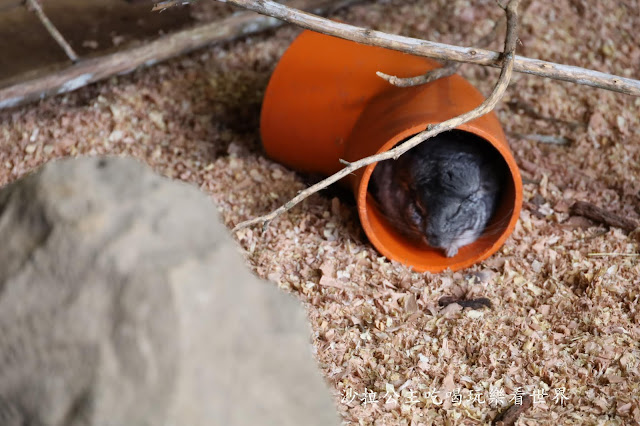 全台最老動物園『新竹動物園』全新打造沒有籠子友善動物園/新竹景點 40 全台最老動物園『新竹動物園』全新打造沒有籠子友善動物園/新竹景點