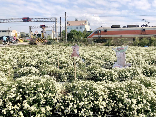 銅鑼杭菊搭火車也可以賞花!!交通指引 28 銅鑼杭菊搭火車也可以賞花!!交通指引
