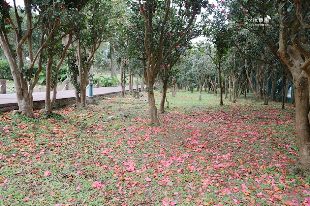 台北景點鬱金香花展『花卉試驗中心』台北人的小秘境 3 台北景點鬱金香花展『花卉試驗中心』台北人的小秘境
