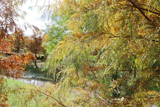 北投奇岩一號公園、落羽松、共融式兒童遊樂場、生態池 18 北投奇岩一號公園、落羽松、共融式兒童遊樂場、生態池