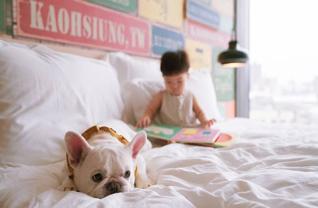 【寵物住宿】寵物友善飯店,毛小孩也要爽爽住 15 【寵物住宿】寵物友善飯店,毛小孩也要爽爽住