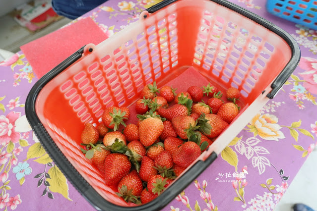 苗栗大湖草莓園推薦『最後一家得草莓園』超大奶油草莓人見人愛 16 苗栗大湖草莓園推薦『最後一家得草莓園』超大奶油草莓人見人愛