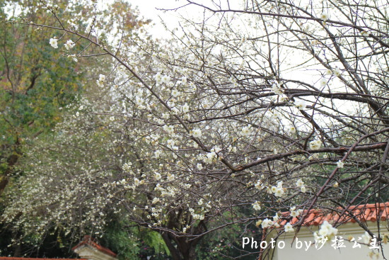 IMG_4124.jpg IMG_4124.jpg