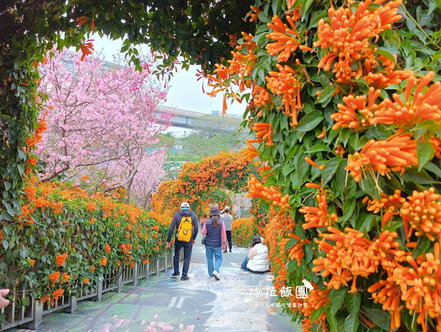 鶯歌景點『鶯歌永吉公園』炮仗花、3D步道、迴旋溜滑梯特色公園