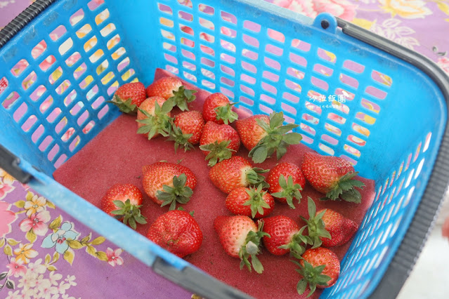 苗栗大湖草莓園推薦『最後一家得草莓園』超大奶油草莓人見人愛 14 苗栗大湖草莓園推薦『最後一家得草莓園』超大奶油草莓人見人愛