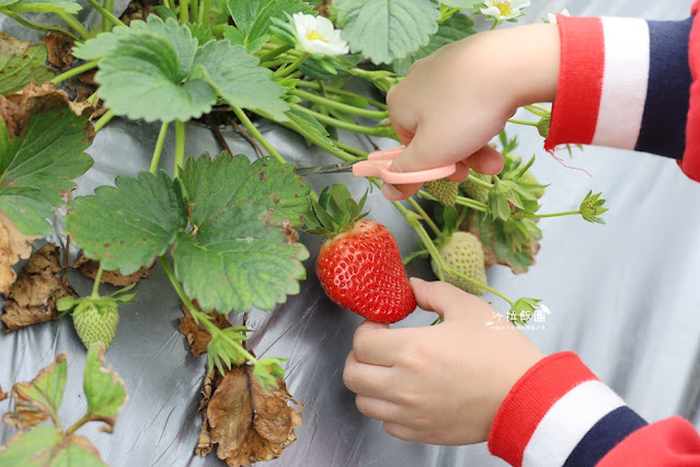 苗栗大湖草莓園推薦『最後一家得草莓園』超大奶油草莓人見人愛 18 苗栗大湖草莓園推薦『最後一家得草莓園』超大奶油草莓人見人愛