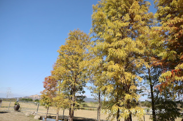 台中落羽松.后里泰安落羽松秘境『羽粼落羽松』裝置藝術像走到畫裡 39 台中落羽松.后里泰安落羽松秘境『羽粼落羽松』裝置藝術像走到畫裡