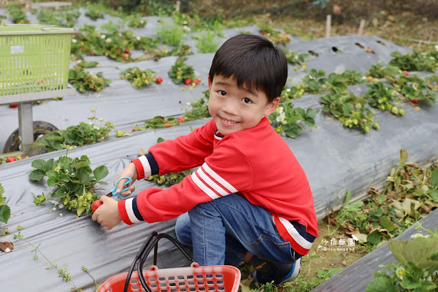 苗栗大湖草莓園推薦『最後一家得草莓園』超大奶油草莓人見人愛 9 苗栗大湖草莓園推薦『最後一家得草莓園』超大奶油草莓人見人愛