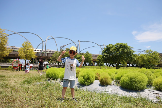 3000株日本波波草超療癒,台版羊角村、大碗公溜滑梯 12 3000株日本波波草超療癒,台版羊角村、大碗公溜滑梯