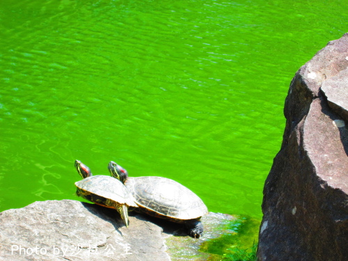 IMG_7072.jpg IMG_7072.jpg