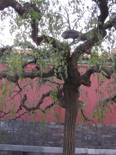 北京旅遊/北京景點『紫禁城』北京故宮 39 北京旅遊/北京景點『紫禁城』北京故宮