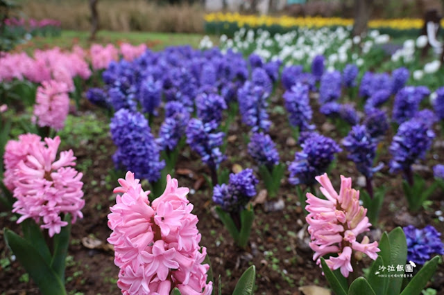 台北景點鬱金香花展『花卉試驗中心』台北人的小秘境 14 台北景點鬱金香花展『花卉試驗中心』台北人的小秘境
