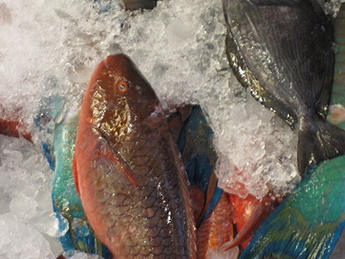 阿利海產【墾丁】 14 阿利海產【墾丁】