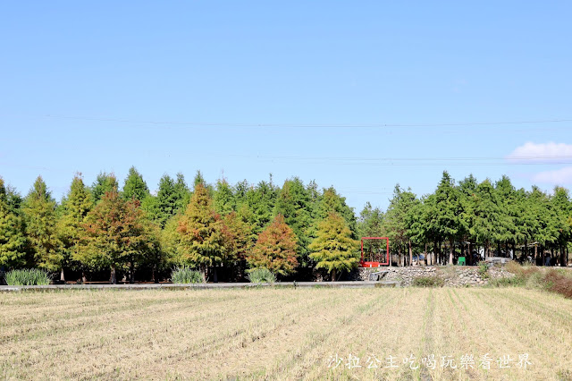 台中落羽松.后里泰安落羽松秘境『羽粼落羽松』裝置藝術像走到畫裡 13 台中落羽松.后里泰安落羽松秘境『羽粼落羽松』裝置藝術像走到畫裡