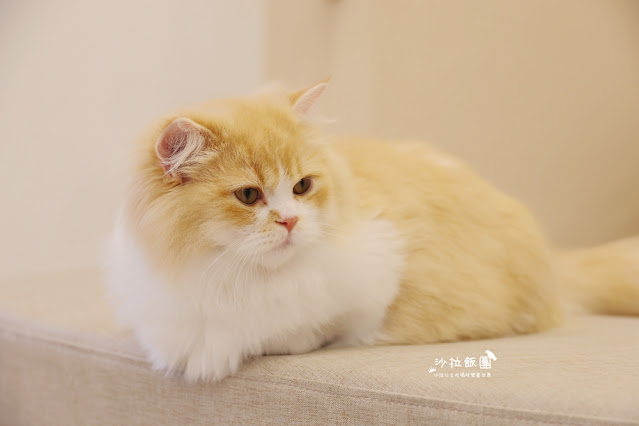 『擼LALA Sweets』宜蘭貓咪甜點咖啡 9 『擼LALA Sweets』宜蘭貓咪甜點咖啡