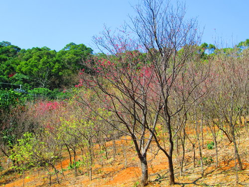 我的秘密花園&平等里賞櫻【平菁街42巷】 5 我的秘密花園&平等里賞櫻【平菁街42巷】