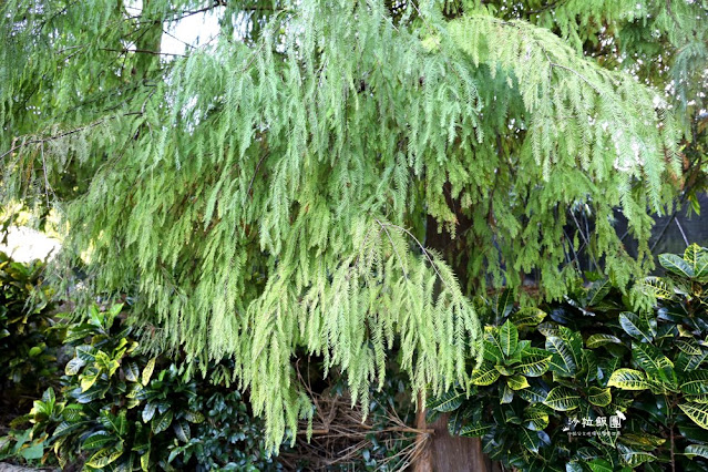 南港人的小秘境『麗山農民廣場-麗山公園』落羽松、雙心跳石 7 南港人的小秘境『麗山農民廣場-麗山公園』落羽松、雙心跳石