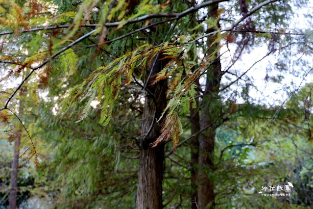 南港人的小秘境『麗山農民廣場-麗山公園』落羽松、雙心跳石 8 南港人的小秘境『麗山農民廣場-麗山公園』落羽松、雙心跳石