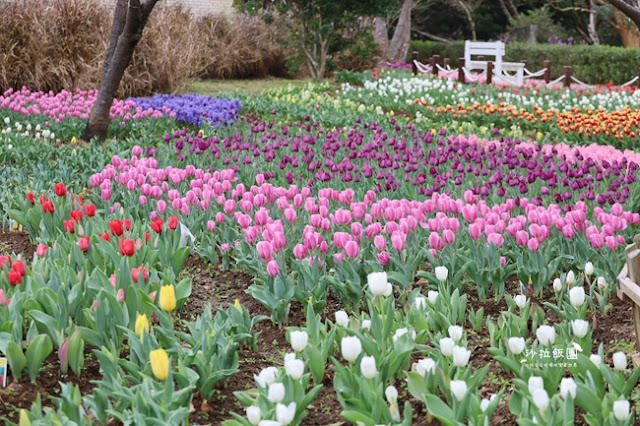 台北景點鬱金香花展『花卉試驗中心』台北人的小秘境 12 台北景點鬱金香花展『花卉試驗中心』台北人的小秘境