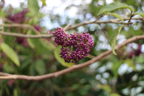 IMG_1171.jpg IMG_1171.jpg