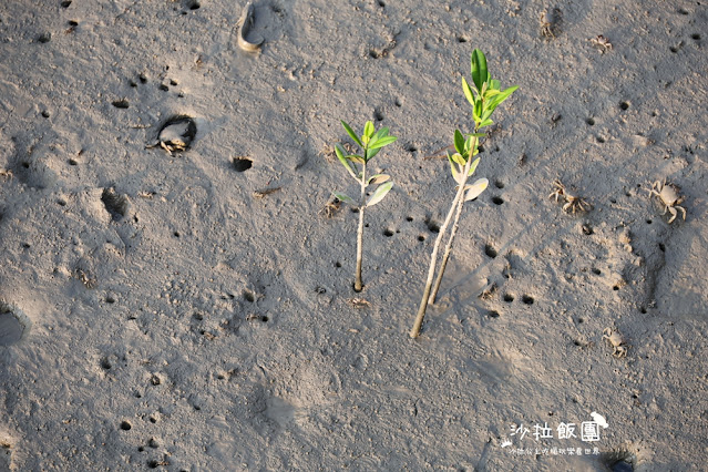 北投景點『關渡碼頭貨櫃市集』越夜越美 7 北投景點『關渡碼頭貨櫃市集』越夜越美