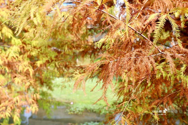 北投奇岩一號公園、落羽松、共融式兒童遊樂場、生態池 45 北投奇岩一號公園、落羽松、共融式兒童遊樂場、生態池