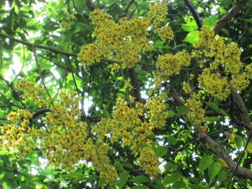 芝山文化生態綠園【士林】 42 芝山文化生態綠園【士林】