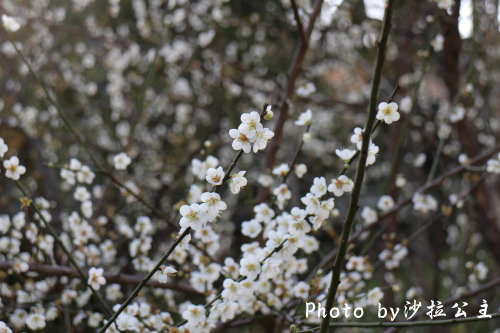 IMG_4614.jpg IMG_4614.jpg