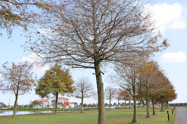宜蘭三星景點『三星落羽松秘境』安農溪旁/宜蘭落羽松 9 宜蘭三星景點『三星落羽松秘境』安農溪旁/宜蘭落羽松