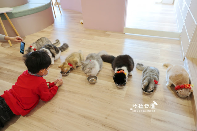 台北擼貓咖啡甜點『擼LALA Sweets松菸店』療癒系超萌小貓 28 台北擼貓咖啡甜點『擼LALA Sweets松菸店』療癒系超萌小貓