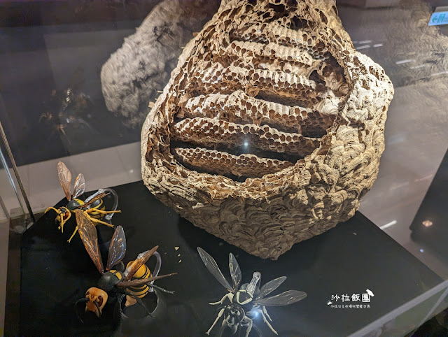 嘉義親子景點『新嘉大昆蟲館』全球唯一旋轉彩蝶柱、蝴蝶溫室花園 61 嘉義親子景點『新嘉大昆蟲館』全球唯一旋轉彩蝶柱、蝴蝶溫室花園