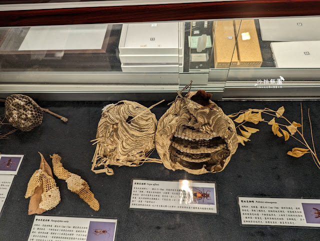 嘉義親子景點『新嘉大昆蟲館』全球唯一旋轉彩蝶柱、蝴蝶溫室花園 60 嘉義親子景點『新嘉大昆蟲館』全球唯一旋轉彩蝶柱、蝴蝶溫室花園