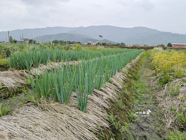 宜蘭親子景點『初咪體驗農場』拔三星蔥、、抓泥鰍、DIY創意蔥麵包體驗、沙坑 13 宜蘭親子景點『初咪體驗農場』拔三星蔥、、抓泥鰍、DIY創意蔥麵包體驗、沙坑
