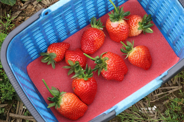 苗栗大湖草莓園推薦『最後一家得草莓園』超大奶油草莓人見人愛 21 苗栗大湖草莓園推薦『最後一家得草莓園』超大奶油草莓人見人愛