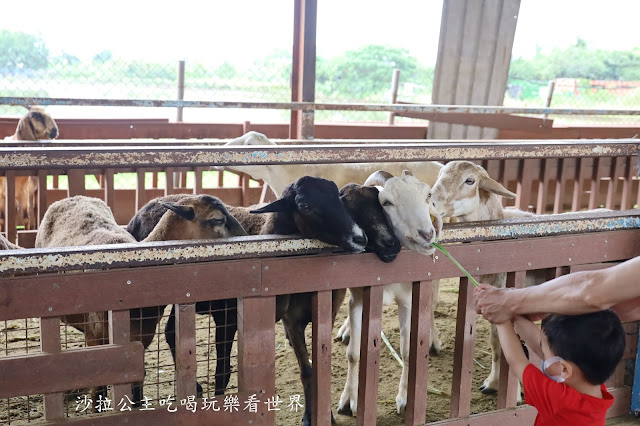 宜蘭員山景點『可達羊場』免門票.百元就可以餵羊.兔子.鴨子.親子景點 33 宜蘭員山景點『可達羊場』免門票.百元就可以餵羊.兔子.鴨子.親子景點