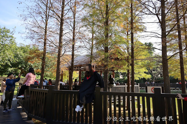 城市角落的秘境，一整排落羽松，美得低調又療癒