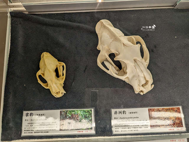嘉義親子景點『新嘉大昆蟲館』全球唯一旋轉彩蝶柱、蝴蝶溫室花園 64 嘉義親子景點『新嘉大昆蟲館』全球唯一旋轉彩蝶柱、蝴蝶溫室花園
