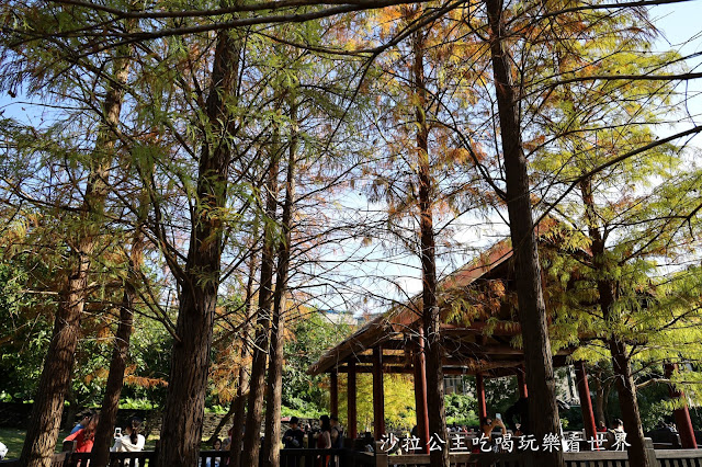 城市角落的秘境，一整排落羽松，美得低調又療癒